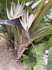 Strelitzia