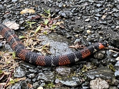 Atractus elaps