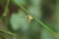 Ephemera danica