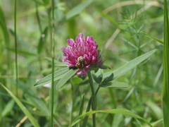 Trifolium alpestre