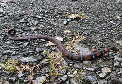 Atractus elaps