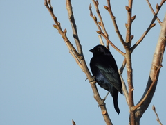 Molothrus bonariensis