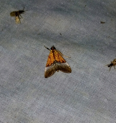 Sagariphora magnificalis