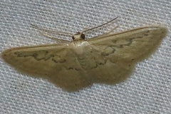 Idaea hilliata