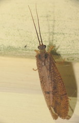 Ptilostomis ocellifera