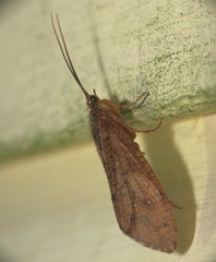 Ptilostomis ocellifera