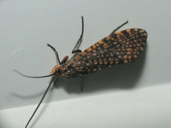 Oligostomis pardalis