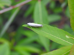 Yponomeuta gigas