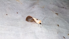 Westermannia argentea