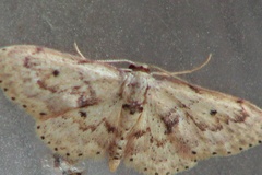 Idaea micropterata