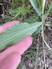 Scorzonera glabra