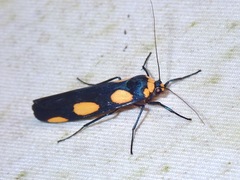 Monosyntaxis trimaculata