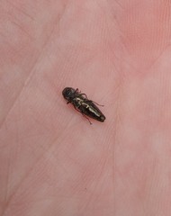Agrilus bilineatus