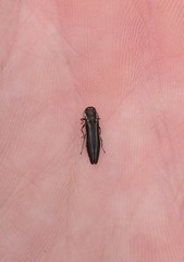 Agrilus bilineatus