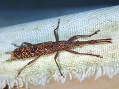 Ceocephalus
