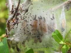 Yponomeuta gigas