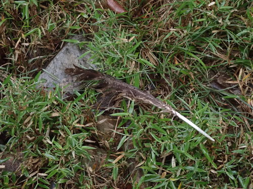 Himalayan Owl (Strix nivicolum), photo 6