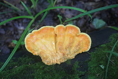Laetiporus sulphureus