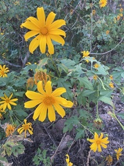 Tithonia diversifolia