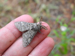 Calliteara fortunata