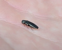 Agrilus bilineatus