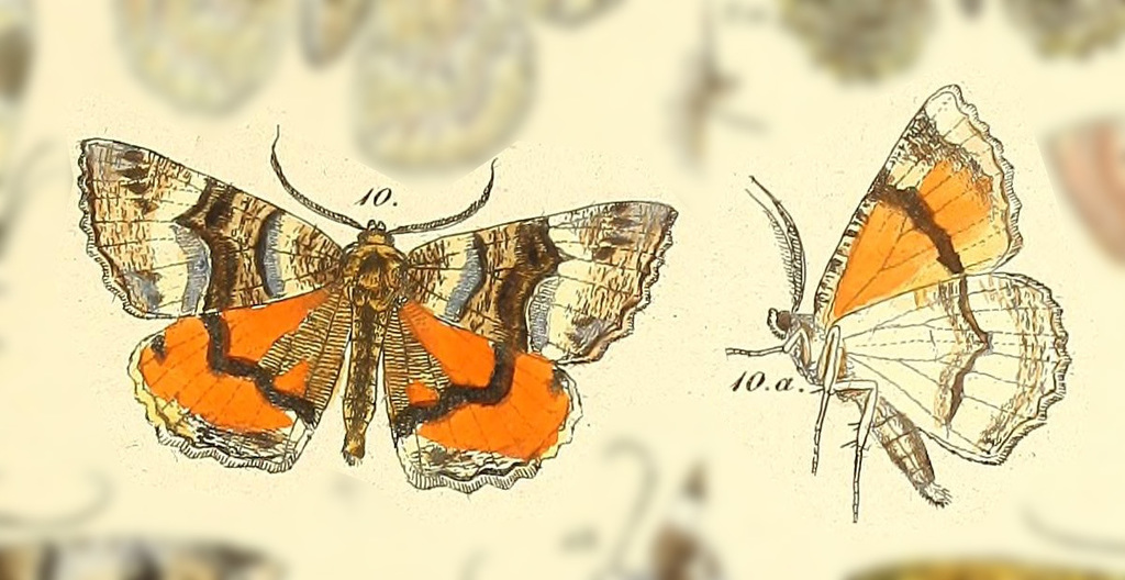 Catophoenissa dibapha