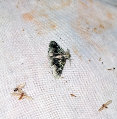 Coenodomus melanochlora