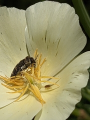 Acmaeoderella flavofasciata flavofasciata