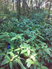 Palicourea cyanococca