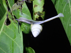 Satsuma albida