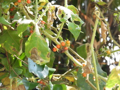 Solanum jamaicense