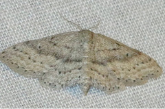 Idaea violacearia