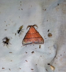 Odonestis erectilinea