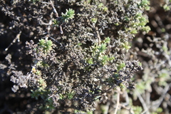 Helichrysum niveum