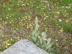 Verbascum rotundifolium