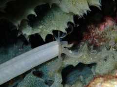 Synaptula