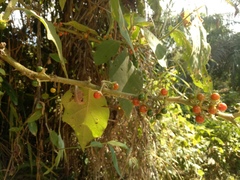 Solanum jamaicense