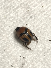 Bolbocerosoma ritcheri