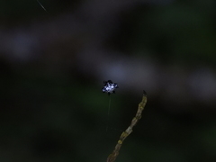 Gasteracantha kuhli