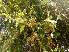 Solanum jamaicense