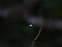 Gasteracantha kuhli