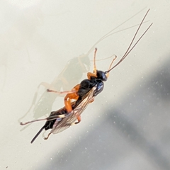 Pimpla annulipes