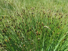 Schoenus ferrugineus