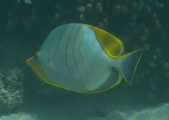Chaetodon xanthocephalus