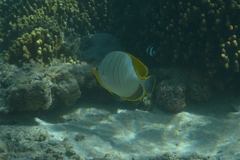Chaetodon xanthocephalus