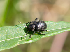 Bromius obscurus
