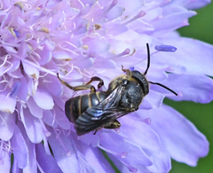 Stelis punctulatissima