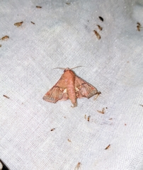 Targallodes vittalba