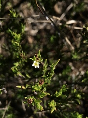Diosma aristata