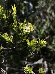 Diosma aristata